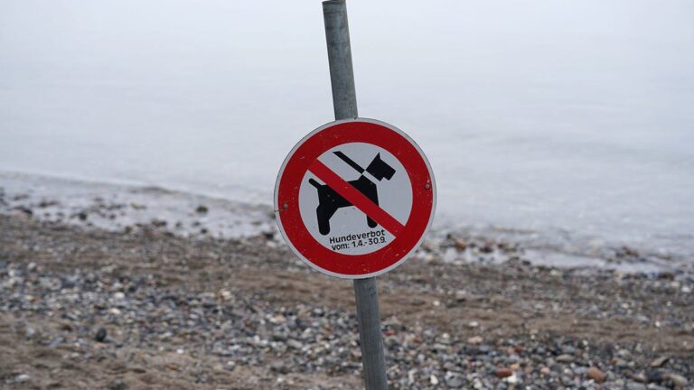 Welsh Government Proposes Dog-Free Zones to Combat Racism