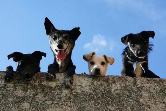 No Racist Dogs: Understanding Animal Behavior and Anti-Racism